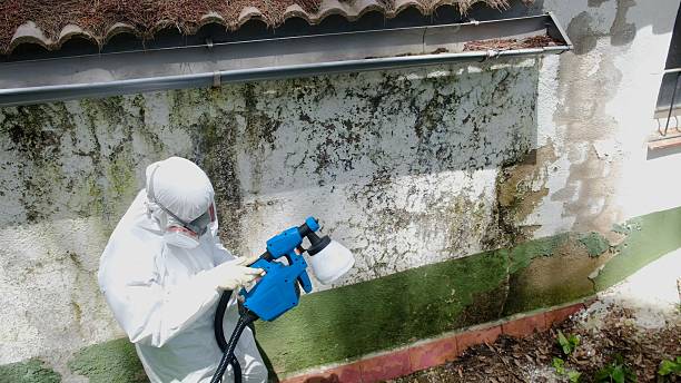Trusted Mold Removal service in Green Cove Springs, FL - Cheap Mold Removal